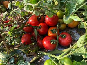 収穫前の加工用トマト(郡山地区)の内容を表示