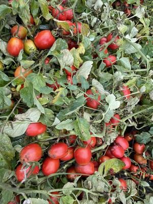 地を這う加工用トマトの内容を表示