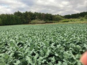 加工用ブロッコリー圃場風景の内容を表示