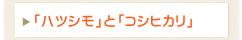 「ハツシモ」と「コシヒカリ」