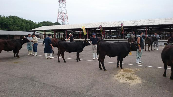 審査風景。生産者が丹精込めて育てた牛が並びます。の内容を表示