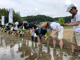 昔ながらの手植えを体験する参加者の内容を表示