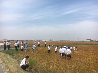 海津地区の小麦畑を視察する参加者の内容を表示