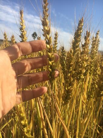 元気よく育っている小麦の内容を表示