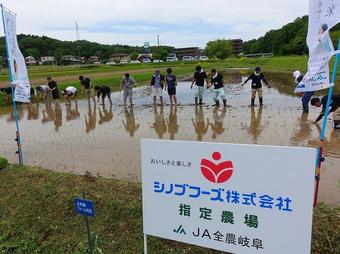 田植え体験の様子の内容を表示