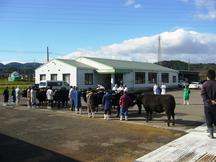 審査風景。生産者の方の自慢の肉牛が並びます。の内容を表示