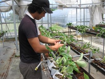 一株ずつ丁寧に定植していきますの内容を表示