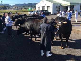 審査風景。生産者が大切に育てた牛が並びます。の内容を表示