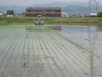 田植えの風景の内容を表示