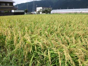 稲刈り前の風景の内容を表示