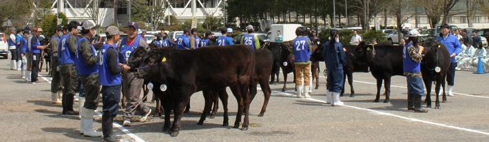 審査風景。生産者の方の自慢の肉牛が並びます。の内容を表示