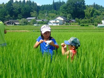 田んぼに生息する生き物を見つけて楽しいよの内容を表示