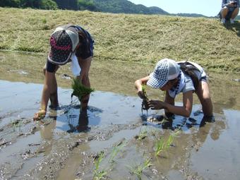 手植え作業を体験する子どもたちの内容を表示