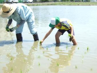 田植え作業写真の内容を表示