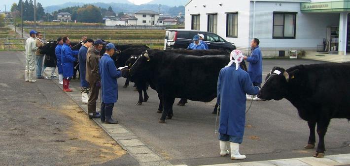 審査風景。生産者の方が丹精込めて育てた肉牛が並びます。の内容を表示