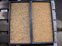 籾の播種量の比較<br />慣行区（左）と密播疎植区（右）の内容を表示