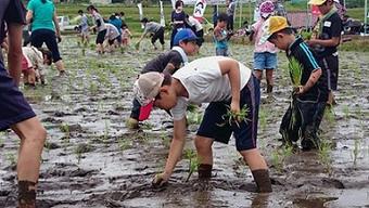 参加者の田植えの様子の内容を表示