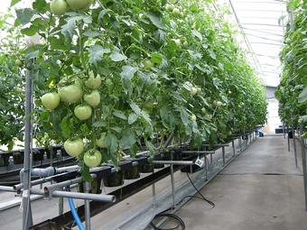 トマト独立ポット耕栽培システムの内容を表示