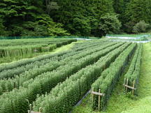 小菊の圃場。奥揖斐で栽培することで農薬の使用を抑えられています！の内容を表示
