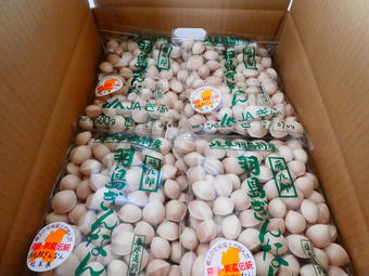 段ボールに詰められる「羽島ぎんなん」関西、岐阜、東京の市場へ出荷していますの内容を表示