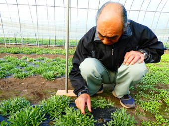 生育を確認する菱川さん。少しの変化も見逃しません！の内容を表示