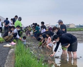 田植えをする参加者の様子の内容を表示