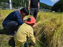 稲刈りの様子の内容を表示