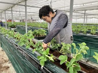 ３年目の定植作業を行うベテランメンバー。１年の出来を左右する重要な工程で、昨年以上の出来を目指して気持ちも入ります。の内容を表示