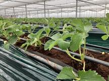 定植後のいちご苗の内容を表示