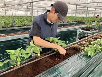 ４月から新しく加わったメンバー。初めての定植作業で、ひとつひとつ確認しながら行いました。の内容を表示