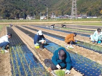 定植作業の様子の内容を表示