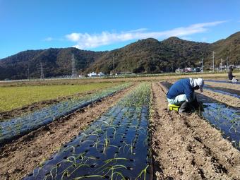 定植後の畝の内容を表示