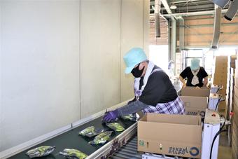 箱に詰めて出荷準備の内容を表示