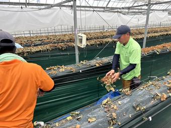 いちご苗片づけ体験の内容を表示