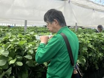 色づきを確認しながら収穫するはっぴぃまるけ従業員の内容を表示