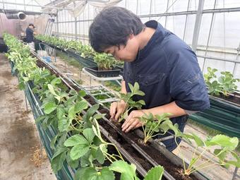 農福アグリ隊メンバーが定植する様子の内容を表示