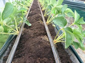 定植が完成した状態の内容を表示