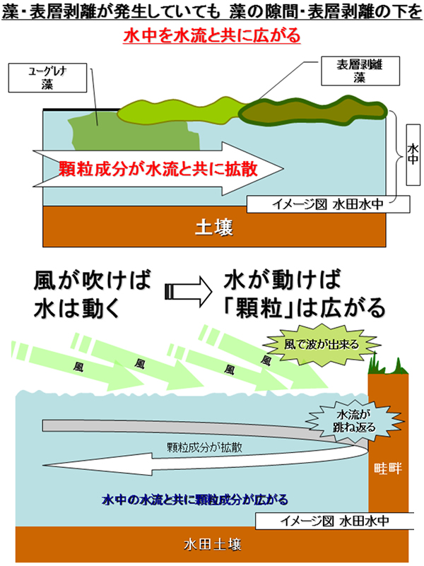 藻・表層剥離が発生していても藻の隙間・表層剥離の下を水中を水流とともに広がる