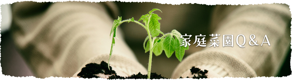 なす 接木なす ナスの植え方 ｊａ全農ぐんま