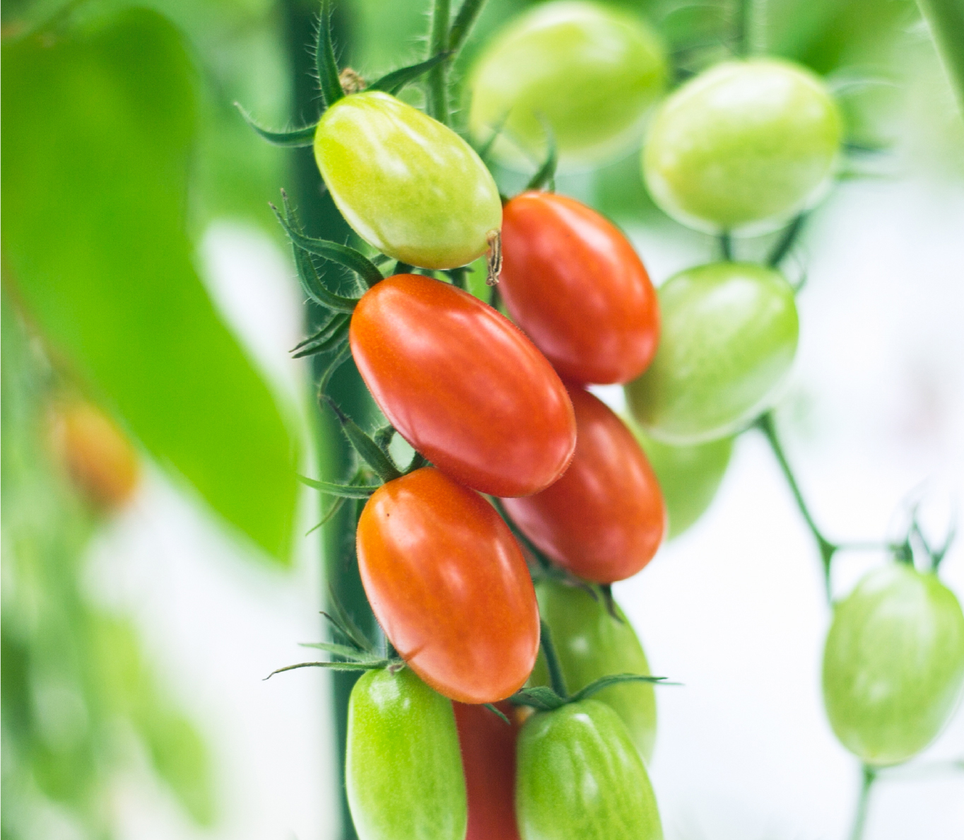 「循環野菜」のミニトマト