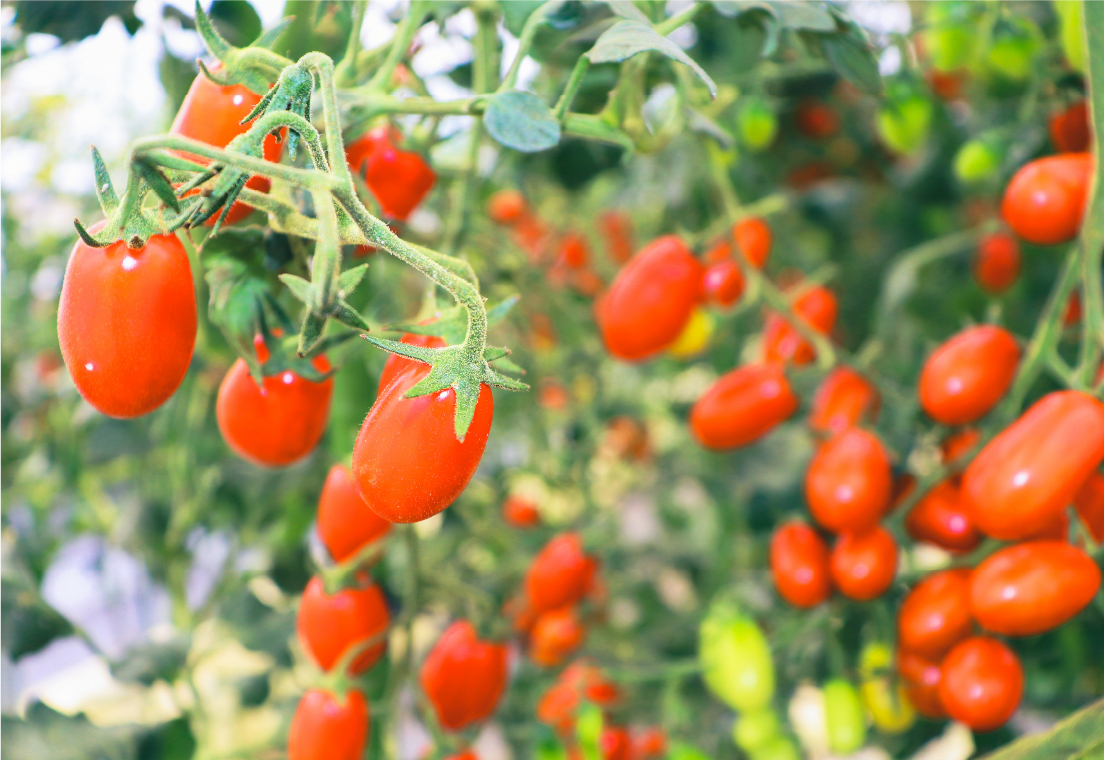たい肥を使用した「循環野菜」のミニトマト