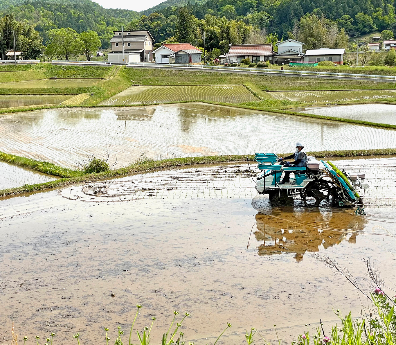 世羅台地で生産