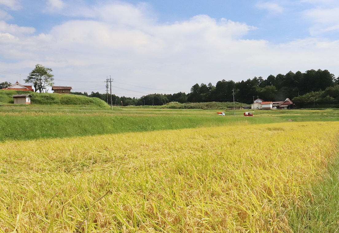 広島県で誕生したやや大粒の「あきさかり」