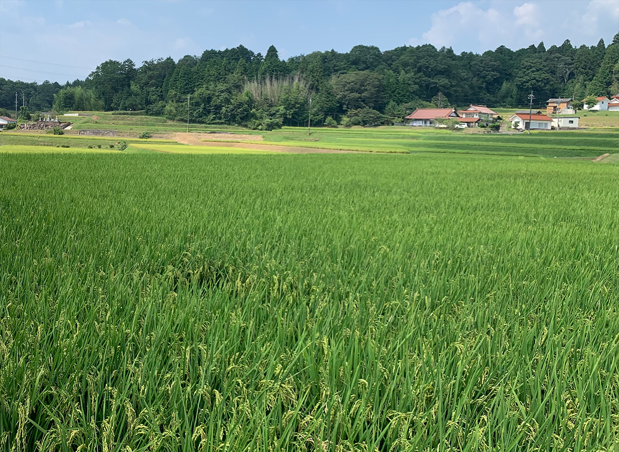 飼料用のお米は、広島県各地からＪＡを通じて供給