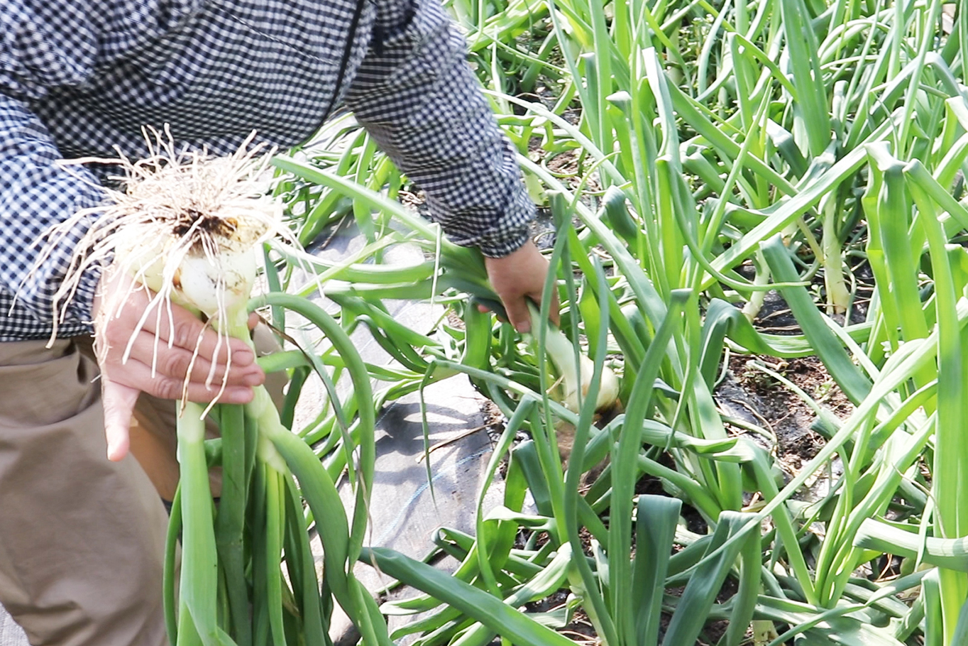 畜産たい肥を使うことによって、野菜の生育に合った土に