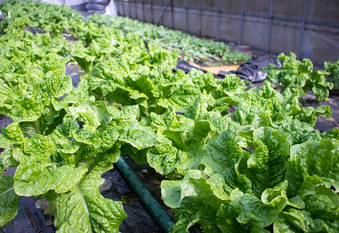 生産者のことを意識して、ご自身が美味しいと思う野菜をぜひ探してみてください