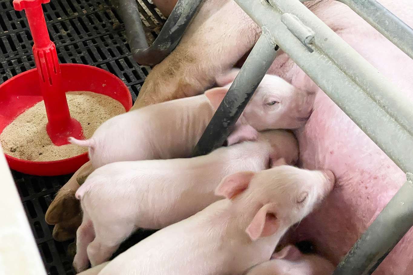広島県内で初めて「SPF豚農場」