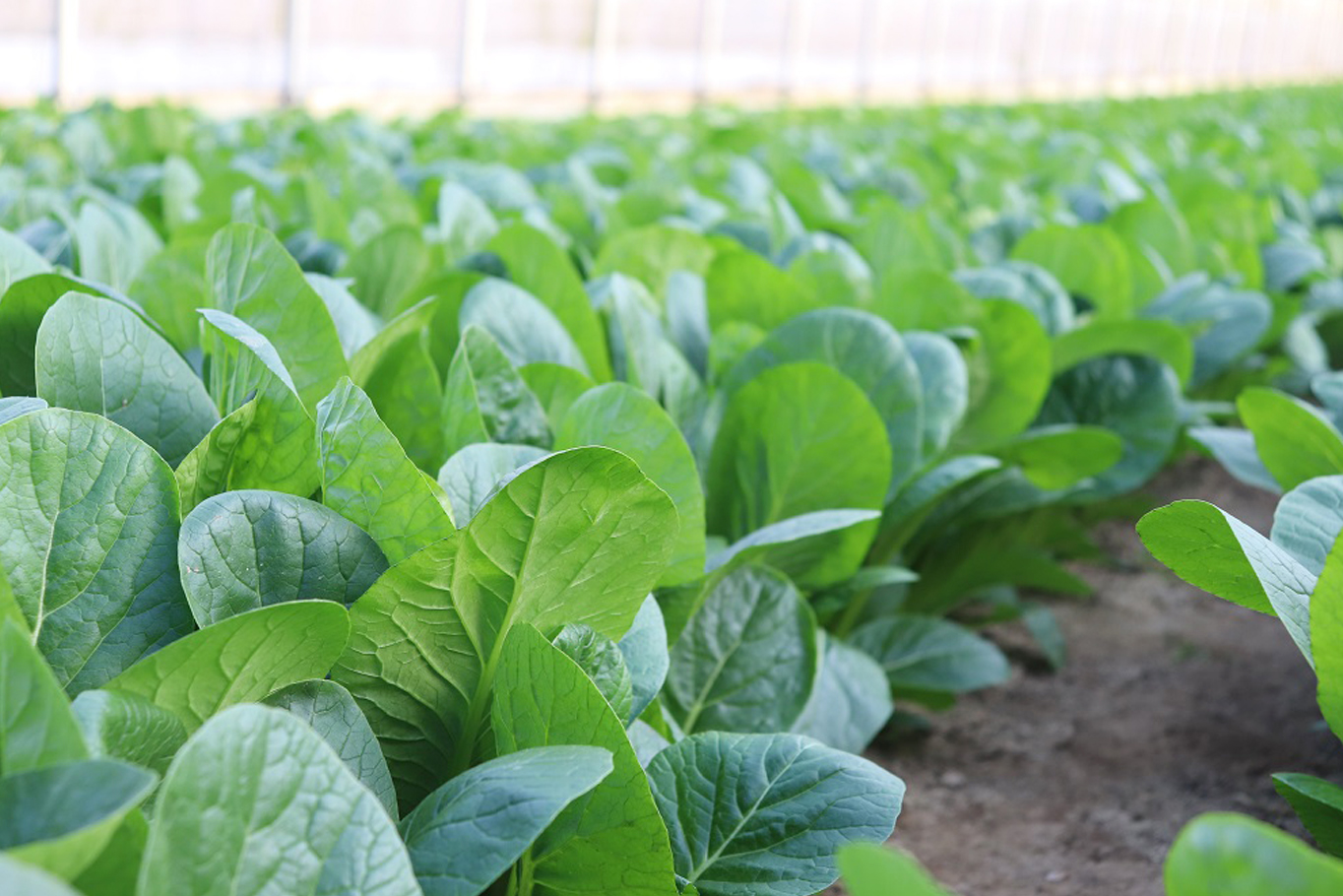 循環野菜のおすすめの食べ方