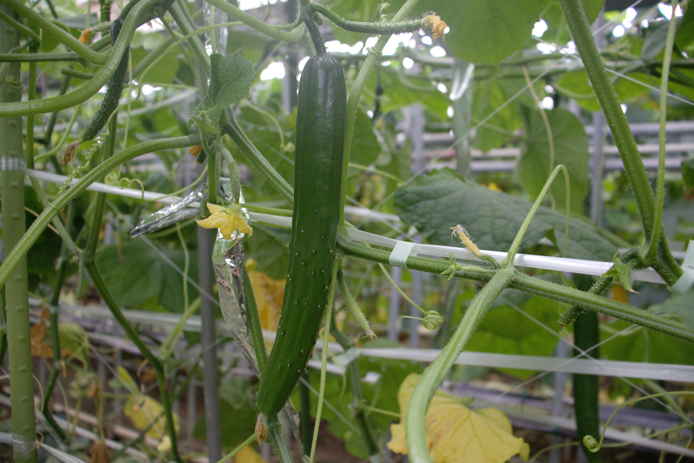 野菜作りで大切なのは土づくり