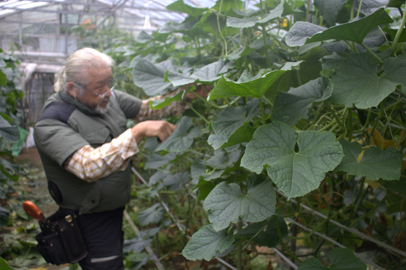 循環野菜のおすすめの食べ方